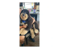 Beautiful Bernedoodle Puppies for Sale: Hypoallergenic, Intelligent, and Non-Shedding - 12