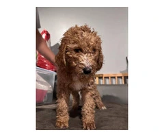 Beautiful Bernedoodle Puppies for Sale: Hypoallergenic, Intelligent, and Non-Shedding - 13