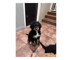 Beautiful Bernedoodle Puppies for Sale: Hypoallergenic, Intelligent, and Non-Shedding - 14
