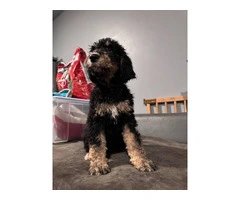 Beautiful Bernedoodle Puppies for Sale: Hypoallergenic, Intelligent, and Non-Shedding - 15