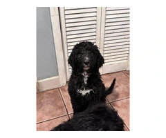 Beautiful Bernedoodle Puppies for Sale: Hypoallergenic, Intelligent, and Non-Shedding - 16