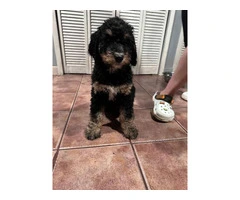 Beautiful Bernedoodle Puppies for Sale: Hypoallergenic, Intelligent, and Non-Shedding - 17