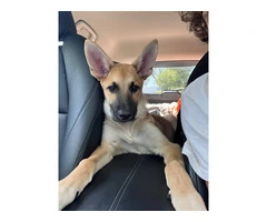 GSD Malinois Mix Puppy for Adoption