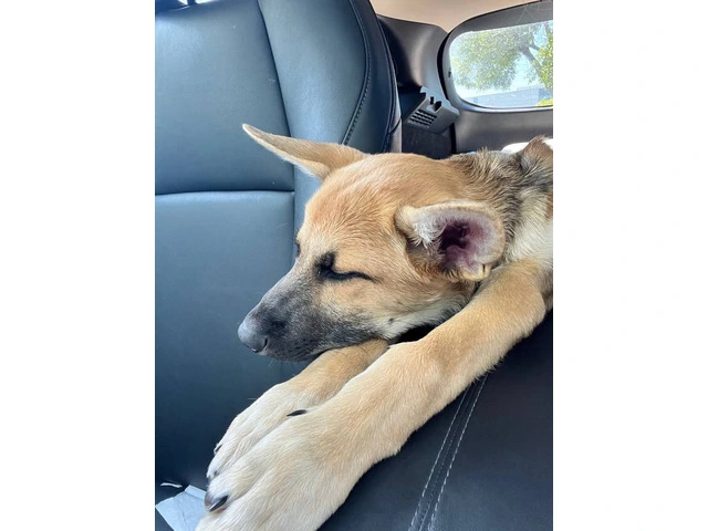 GSD Malinois Mix Puppy for Adoption - 2/4