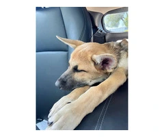 GSD Malinois Mix Puppy for Adoption - 2