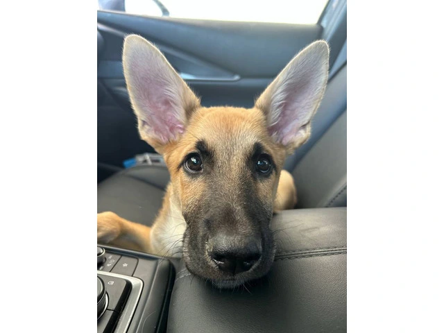 GSD Malinois Mix Puppy for Adoption - 4/4