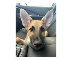 GSD Malinois Mix Puppy for Adoption - 4