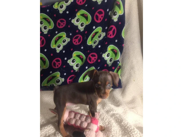 Red Miniature Pinscher Puppies for Sale - Purebred, Vaccinated, and Well-Trained - 1/5