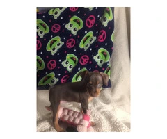 Red Miniature Pinscher Puppies for Sale - Purebred, Vaccinated, and Well-Trained - 1
