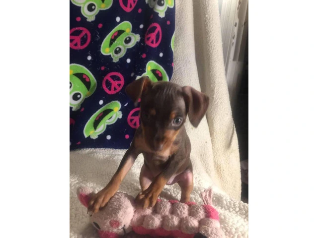 Red Miniature Pinscher Puppies for Sale - Purebred, Vaccinated, and Well-Trained - 2/5