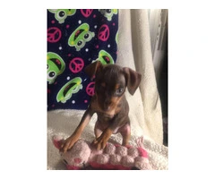 Red Miniature Pinscher Puppies for Sale - Purebred, Vaccinated, and Well-Trained - 2