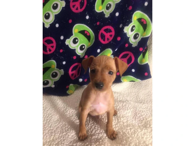 Red Miniature Pinscher Puppies for Sale - Purebred, Vaccinated, and Well-Trained - 3/5