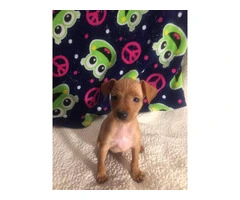 Red Miniature Pinscher Puppies for Sale - Purebred, Vaccinated, and Well-Trained - 3