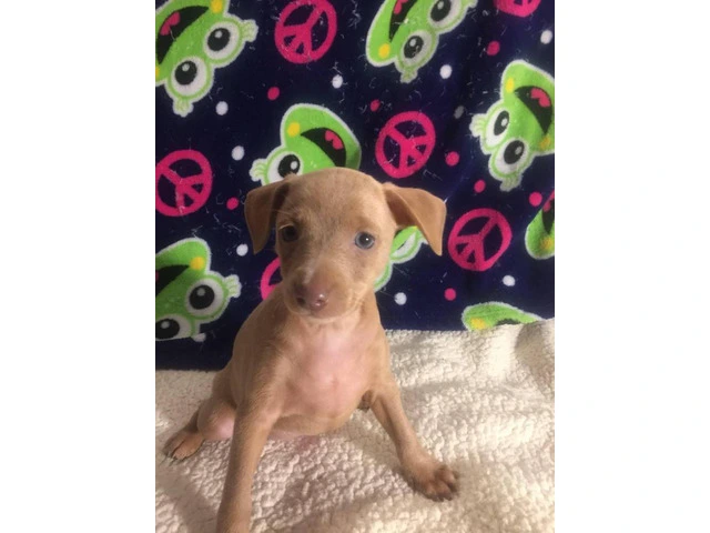 Red Miniature Pinscher Puppies for Sale - Purebred, Vaccinated, and Well-Trained - 4/5