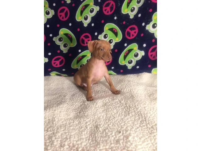 Red Miniature Pinscher Puppies for Sale - Purebred, Vaccinated, and Well-Trained - 5/5