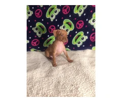 Red Miniature Pinscher Puppies for Sale - Purebred, Vaccinated, and Well-Trained - 5