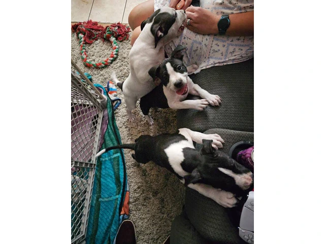 Male Blue Nose Pit Bull Puppies Available for Adoption - 8 Weeks Old and Ready for Their Forever Hom - 1/7
