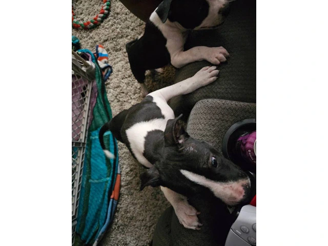 Male Blue Nose Pit Bull Puppies Available for Adoption - 8 Weeks Old and Ready for Their Forever Hom - 2/7