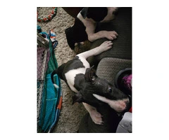 Male Blue Nose Pit Bull Puppies Available for Adoption - 8 Weeks Old and Ready for Their Forever Hom - 2