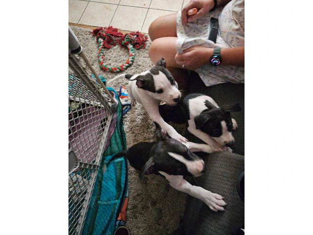 Male Blue Nose Pit Bull Puppies Available for Adoption - 8 Weeks Old and Ready for Their Forever Hom - 3/7