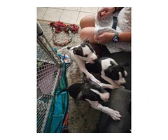 Male Blue Nose Pit Bull Puppies Available for Adoption - 8 Weeks Old and Ready for Their Forever Hom - 3