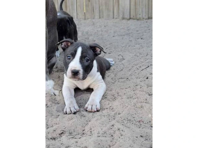 Male Blue Nose Pit Bull Puppies Available for Adoption - 8 Weeks Old and Ready for Their Forever Hom - 5/7