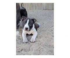 Male Blue Nose Pit Bull Puppies Available for Adoption - 8 Weeks Old and Ready for Their Forever Hom - 5