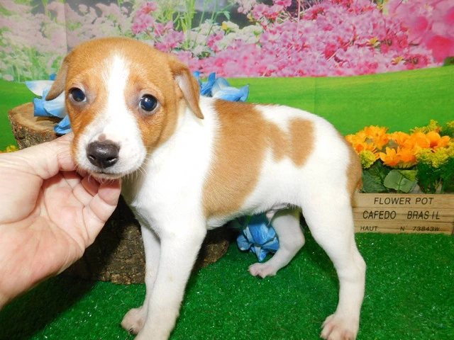 Beautiful White and Tan Farm-Raised Jack Russell Puppies - 1/2