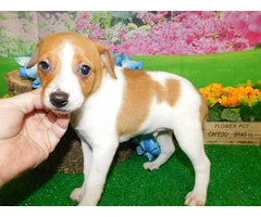 Beautiful White and Tan Farm-Raised Jack Russell Puppies - 1