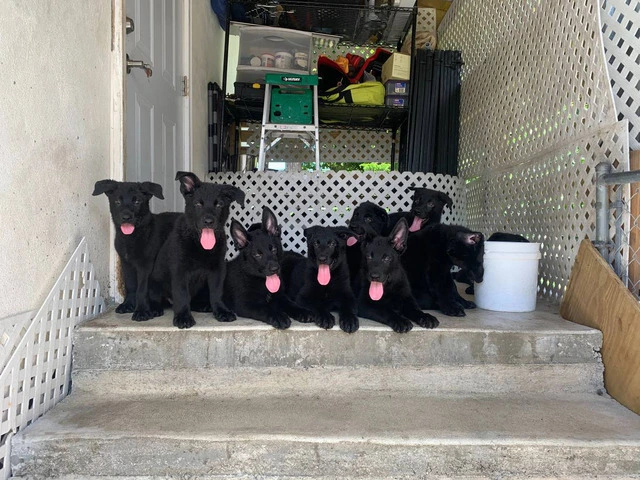 AKC Black German Shepherd puppies for sale - 1/7