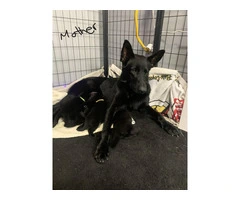 AKC Black German Shepherd puppies for sale - 2