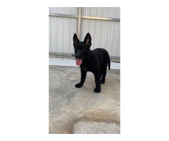 AKC Black German Shepherd puppies for sale - 4
