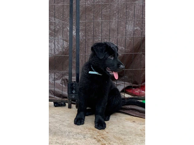 AKC Black German Shepherd puppies for sale - 5/7