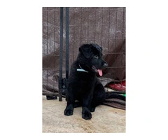 AKC Black German Shepherd puppies for sale - 5