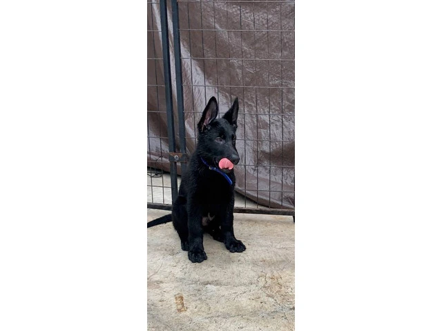 AKC Black German Shepherd puppies for sale - 6/7