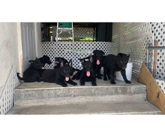 AKC Black German Shepherd puppies for sale - 7