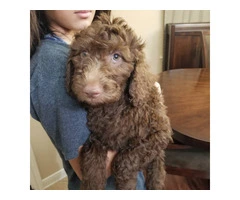 Adorable Double Doodle Puppies for Sale: Aussiedoodle/Labradoodle Mix, 10 Weeks Old