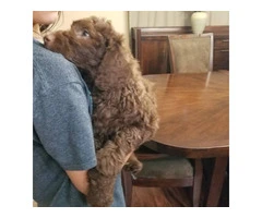 Adorable Double Doodle Puppies for Sale: Aussiedoodle/Labradoodle Mix, 10 Weeks Old - 2