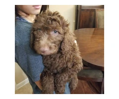 Adorable Double Doodle Puppies for Sale: Aussiedoodle/Labradoodle Mix, 10 Weeks Old - 3