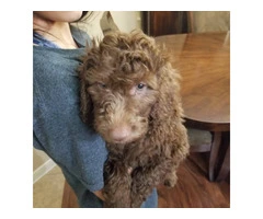 Adorable Double Doodle Puppies for Sale: Aussiedoodle/Labradoodle Mix, 10 Weeks Old - 4