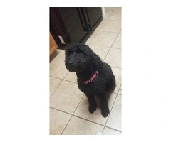 Adorable Double Doodle Puppies for Sale: Aussiedoodle/Labradoodle Mix, 10 Weeks Old - 5