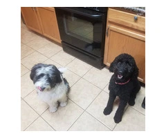 Adorable Double Doodle Puppies for Sale: Aussiedoodle/Labradoodle Mix, 10 Weeks Old - 8