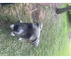 Heartbreaking Rehoming: Adorable Blue Nose Pitbull Puppy in Need of Loving Home - 2
