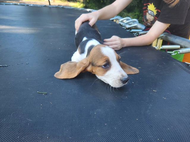 Beautiful Basset Hound Puppies: Longest Ears, Boundless Love - 2/12