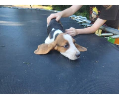 Beautiful Basset Hound Puppies: Longest Ears, Boundless Love - 2