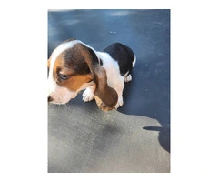 Beautiful Basset Hound Puppies: Longest Ears, Boundless Love - 3