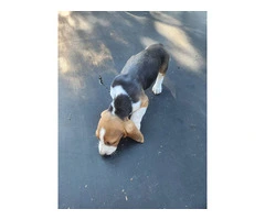 Beautiful Basset Hound Puppies: Longest Ears, Boundless Love - 4