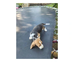 Beautiful Basset Hound Puppies: Longest Ears, Boundless Love - 8