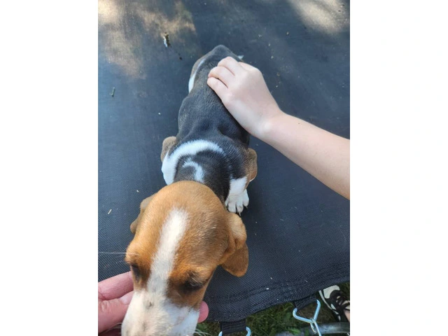 Beautiful Basset Hound Puppies: Longest Ears, Boundless Love - 9/12