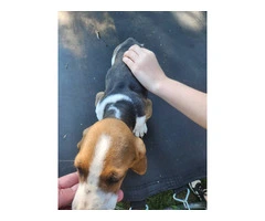 Beautiful Basset Hound Puppies: Longest Ears, Boundless Love - 9